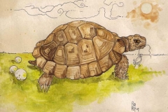 Tartaruga e Uova - 2008 - acquerello e inchiostro su carta